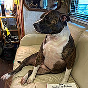 Honey Bunn is registered to the contest to win money with this photo: dog, brindle, white, couch, leather, sitting, indoor, mirror, lamp, window, blinds, coloring_book, mandala, book, wood_floor, shelf, head, paw, relaxed, daylight