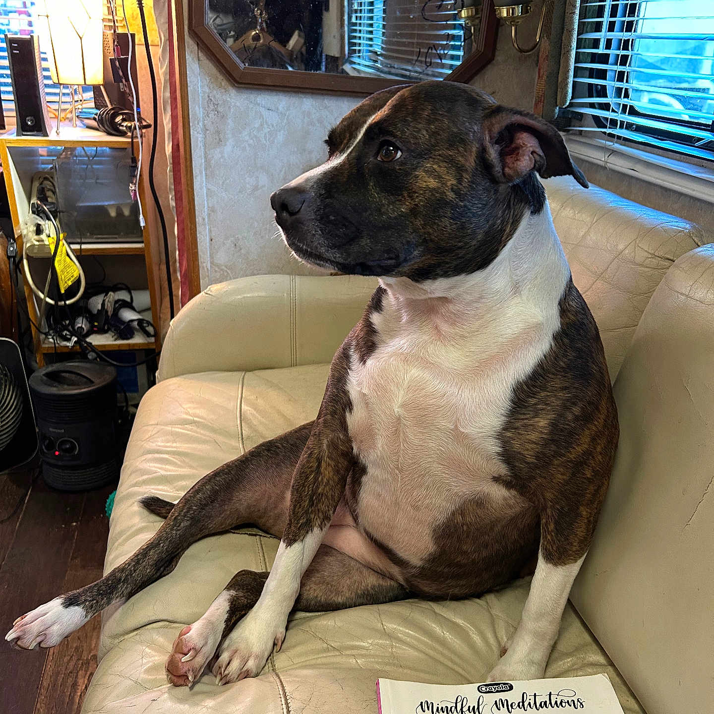 Honey Bunn is registered to the contest to win money with this photo: blinds, book, brindle, coloring_book, couch, daylight, dog, head, indoor, lamp, leather, mandala, mirror, paw, relaxed, shelf, sitting, white, window, wood_floor