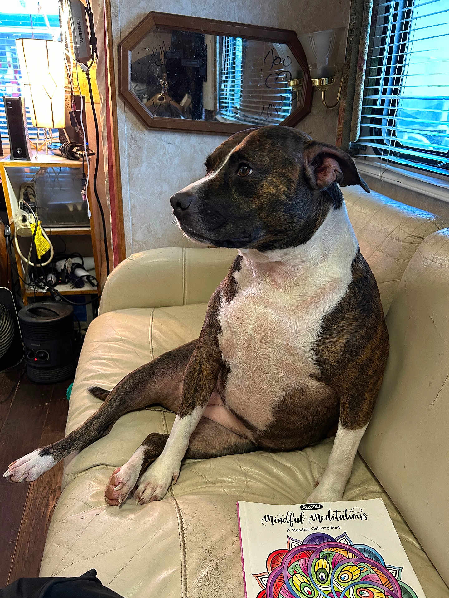 Honey Bunn is registered to the contest to win money with this photo: dog, brindle, white, couch, leather, sitting, indoor, mirror, lamp, window, blinds, coloring_book, mandala, book, wood_floor, shelf, head, paw, relaxed, daylight