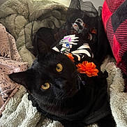 Ren is registered to the contest to win money with this photo: black_cat, cat, yellow_eyes, blanket, soft_texture, orange_flower, black_outfit, pet, cozy, indoor, fluffy, feline, relaxed, animal, cute, portrait, resting, decor, patterned_fabric, warm_lighting