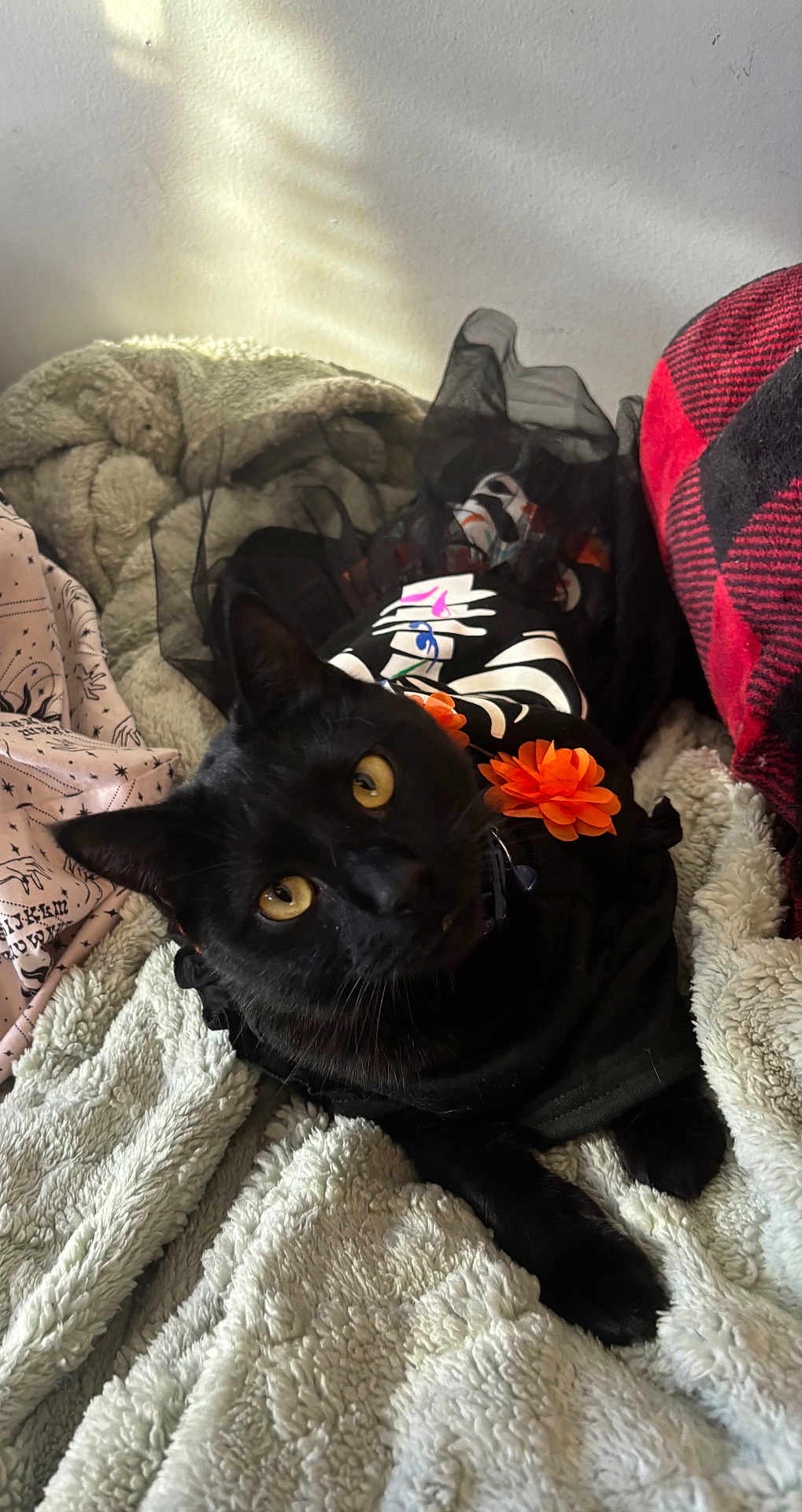 Ren is registered to the contest to win money with this photo: black_cat, cat, yellow_eyes, blanket, soft_texture, orange_flower, black_outfit, pet, cozy, indoor, fluffy, feline, relaxed, animal, cute, portrait, resting, decor, patterned_fabric, warm_lighting