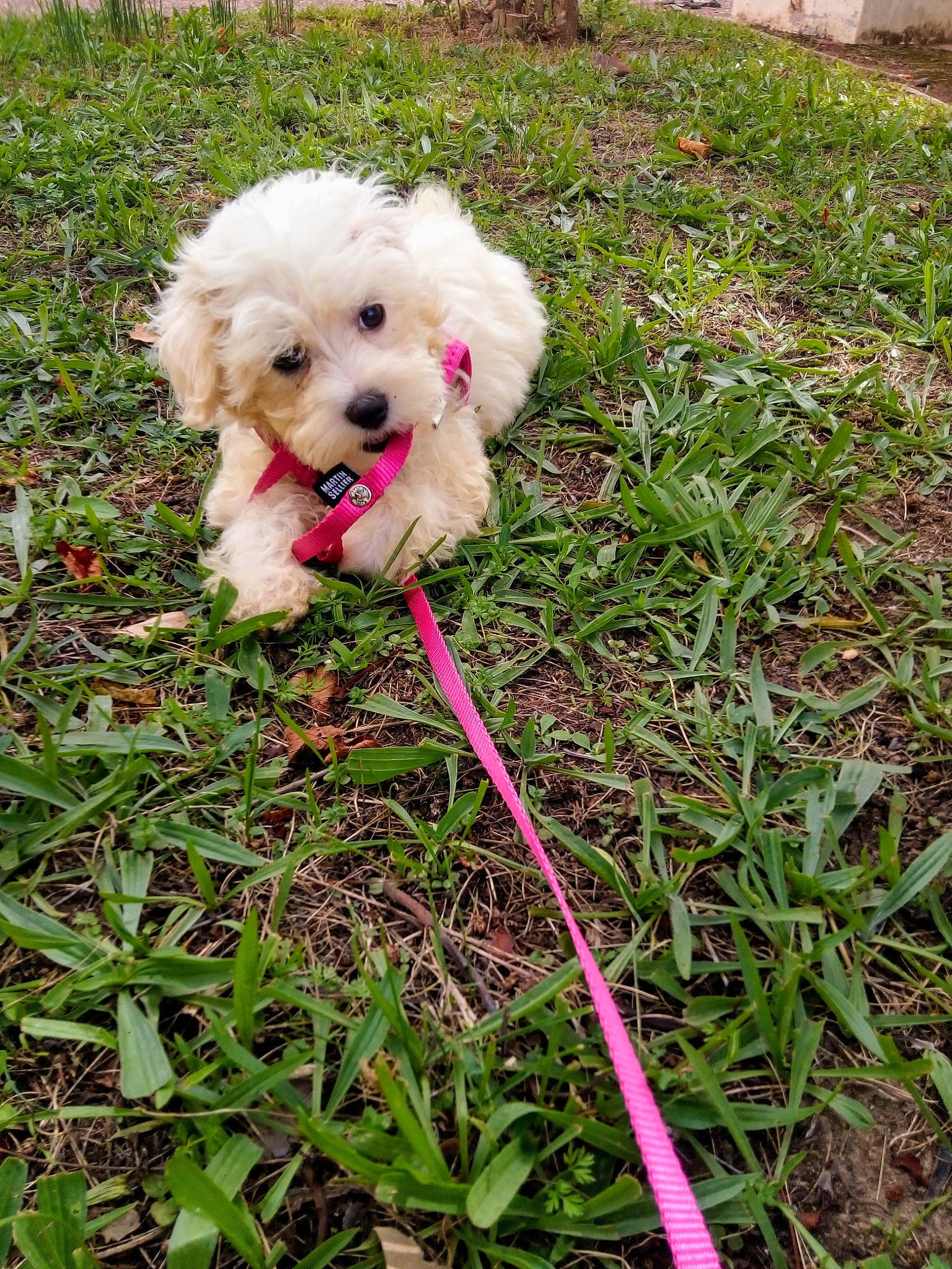 Tuline a rejoint le concours — aidez-le/la à gagner de superbes lots ! canidae, carnivore, cockapoo, collar, companion_dog, dog, dog_breed, dog_collar, dog_supply, grass, mal_shi, plant, poodle, poodle_crossbreed, shih_poo, small_terrier, terrier, toy_dog, water_dog, working_animal