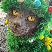 Lisa Bahena joined the competition — help win amazing prizes! cat, gray_cat, yellow_eyes, close_up, costume, christmas_tree_costume, green, pom_poms, indoor, pet, furry, whiskers, cute, holiday, festive, animal, curious, face, portrait, cozy