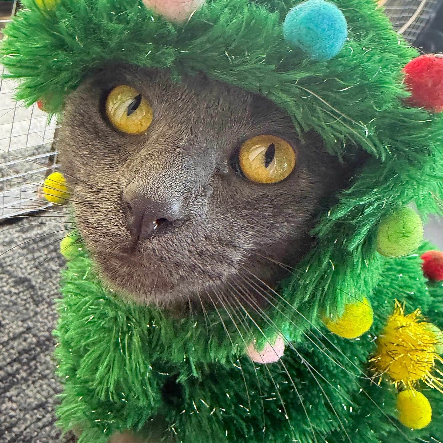 Lisa Bahena joined the competition — help win amazing prizes! animal, cat, christmas_tree_costume, close_up, costume, cozy, curious, cute, face, festive, furry, gray_cat, green, holiday, indoor, pet, pom_poms, portrait, whiskers, yellow_eyes
