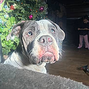 Phantom is registered to the contest to win money with this photo: animal, background, child, christmas_tree, cozy, curious, dog, domestic, festive, floor, furniture, greenery, holiday, holiday_decorations, indoor, lighting, ornaments, pet, playful, wooden_floor