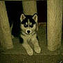 Kodi Fritz is registered to the contest to win money with this photo: animal, canine, carpet, cute, dark, dog, eyes, flash, fur, furniture, home, husky, indoor, looking_at_camera, lying_down, pet, pet_furniture, pillar, puppy, young_dog