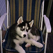 Kodi Fritz is registered to the contest to win money with this photo: animal, black_and_white, canine, chair, companion, cute, dog, domestic_animal, fur, furniture, husky, outdoor, pet, pet_portrait, puppy, relaxing, sitting, striped, wooden_deck, young_dog