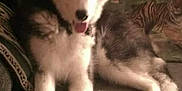 Kodi Fritz joined the competition — help win amazing prizes! animal, black_and_white, canine, companion, couch, cute, dog, ears, face, fur, furniture, home, husky, indoor, legs, pet, puppy, relaxed, sitting, tongue_out