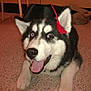 Kodi Fritz is registered to the contest to win money with this photo: animal, black_and_white, close_up, cute, dog, ears, floor, fur, graduation_cap, happy, husky, indoor, lying_down, nose, pet, playful, puppy, red_tassel, tongue_out, young