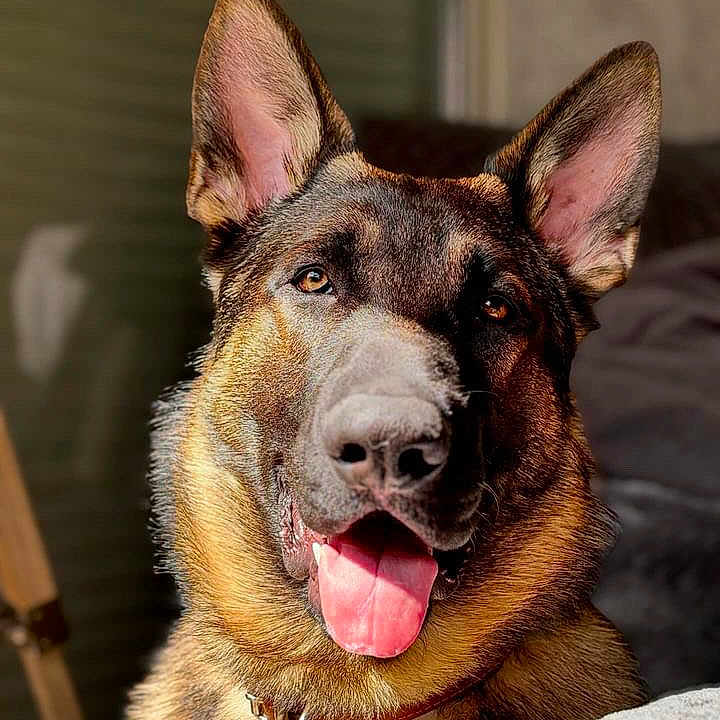 Usko participe au concours pour gagner de l'argent avec cette photo : animal, background_blur, canine, close_up, collar, cute, dog, domestic_animal, ears, expression, face, fur, german_shepherd, happy, indoor, muzzle, pet, portrait, sunlight, tongue_out