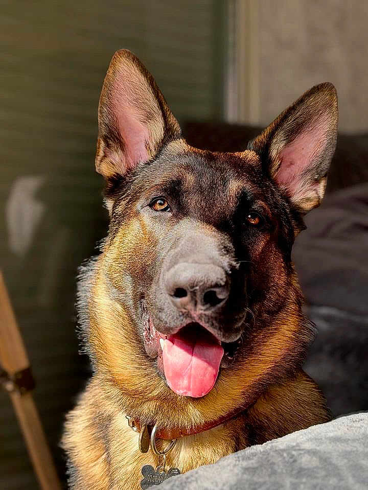 Usko participe au concours pour gagner de l'argent avec cette photo : dog, german_shepherd, portrait, close_up, tongue_out, pet, indoor, sunlight, fur, ears, collar, animal, canine, happy, cute, domestic_animal, face, expression, muzzle, background_blur