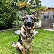 Usko a rejoint le concours — aidez-le/la à gagner de superbes lots ! dog, german_shepherd, pet, animal, outdoor, grass, garden, greenery, canine, sitting, collar, happy, ears, fur, nature, yard, wooden_shed, leaf, daylight, portrait