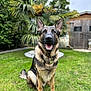 animal, canine, collar, daylight, dog, ears, fur, garden, german_shepherd, grass, greenery, happy, leaf, nature, outdoor, pet, portrait, sitting, wooden_shed, yard