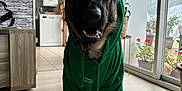 Usko a rejoint le concours — aidez-le/la à gagner de superbes lots ! dog, german_shepherd, hoodie, green_clothing, indoor, floor, window, plant, kitchen, modern_interior, dog_paws, happy, pet, domestic_animal, smiling, furniture, natural_light, tile_floor, houseplant, home