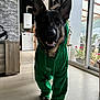 dog, dog_paws, domestic_animal, floor, furniture, german_shepherd, green_clothing, happy, home, hoodie, houseplant, indoor, kitchen, modern_interior, natural_light, pet, plant, smiling, tile_floor, window