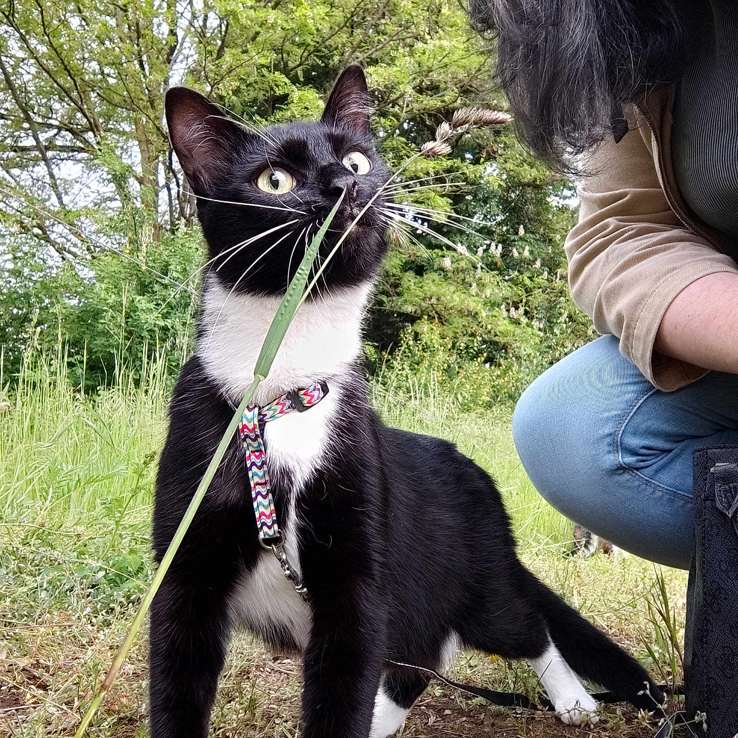 Shiva a rejoint le concours — aidez-le/la à gagner de superbes lots ! accessories, adult, animal, blackcat, cat, clothing, female, grass, harness, jeans, kitten, leash, manx, pants, person, pet, plant, strap, vegetation, woman