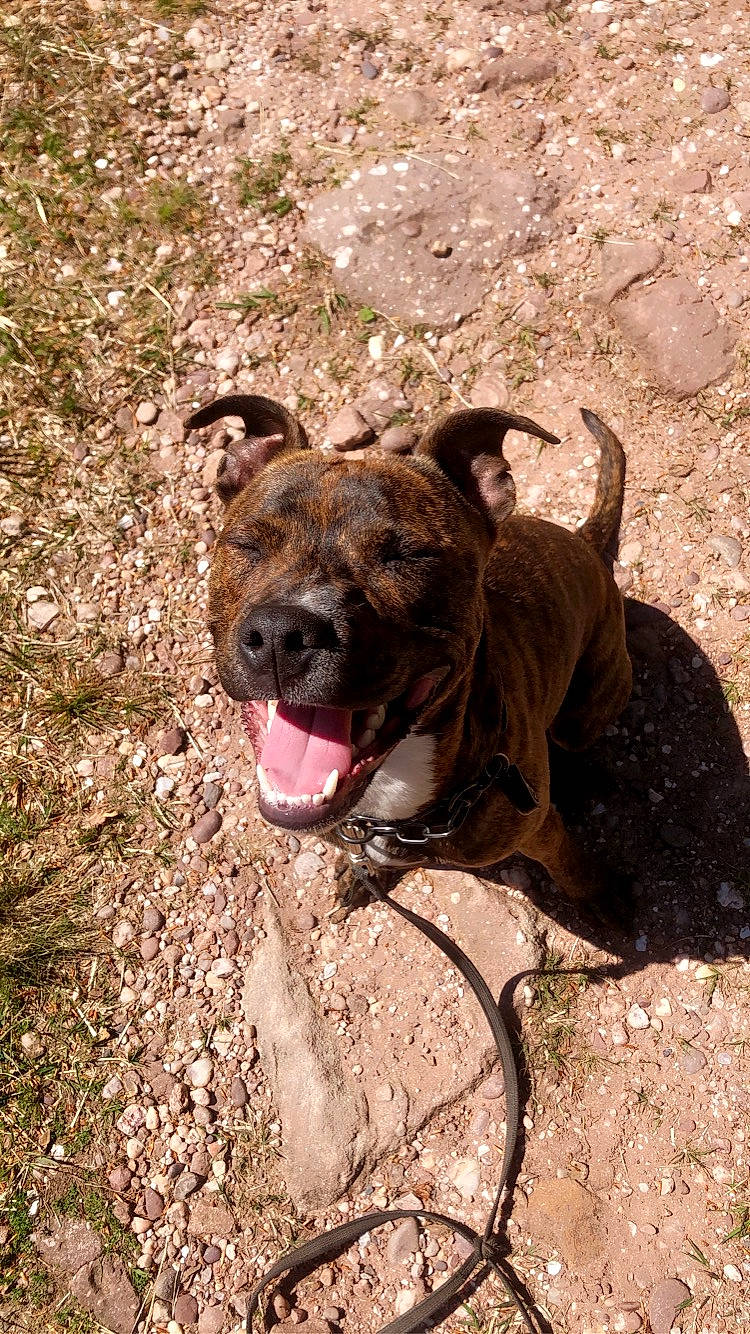 Renzo participe au concours pour gagner de l'argent avec cette photo : ancient_dog_breeds, canidae, carnivore, collar, companion_dog, dog, dog_breed, dog_collar, grass, leash, liver, molosser, pet_supply, snout, soil, sporting_group, terrestrial_animal, working_animal, working_dog, wrinkle