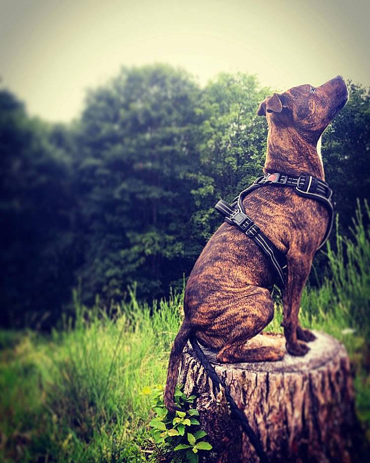 Renzo participe au concours pour gagner de l'argent avec cette photo : carnivore, cloud, companion_dog, dog, dog_breed, dog_collar, dress, fawn, grass, happy, landscape, liver, mountainous_landforms, people_in_nature, plant, sky, tints_and_shades, tree, wood, working_animal