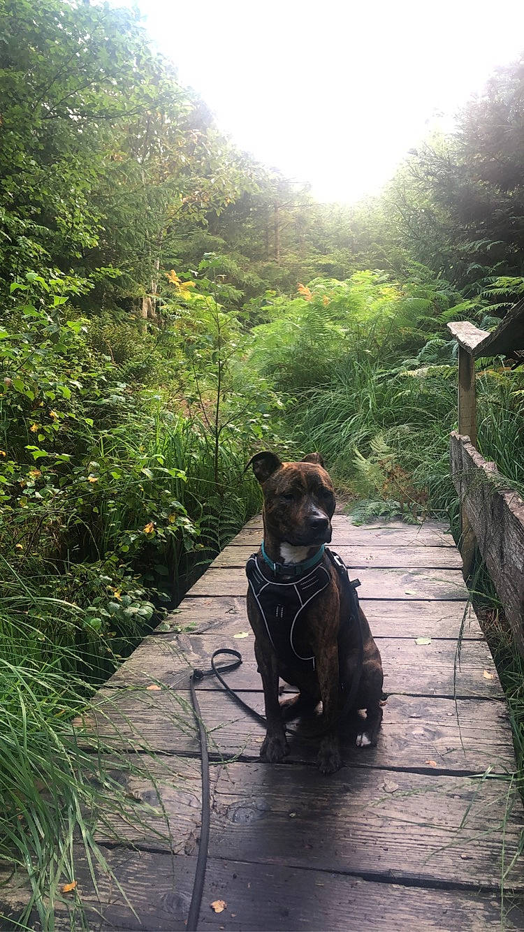 Renzo participe au concours pour gagner de l'argent avec cette photo : adventure, canidae, carnivore, companion_dog, dog, dog_breed, fawn, grass, landscape, leisure, light, plant, shrub, sky, snout, sunlight, tints_and_shades, tree, wood, working_animal