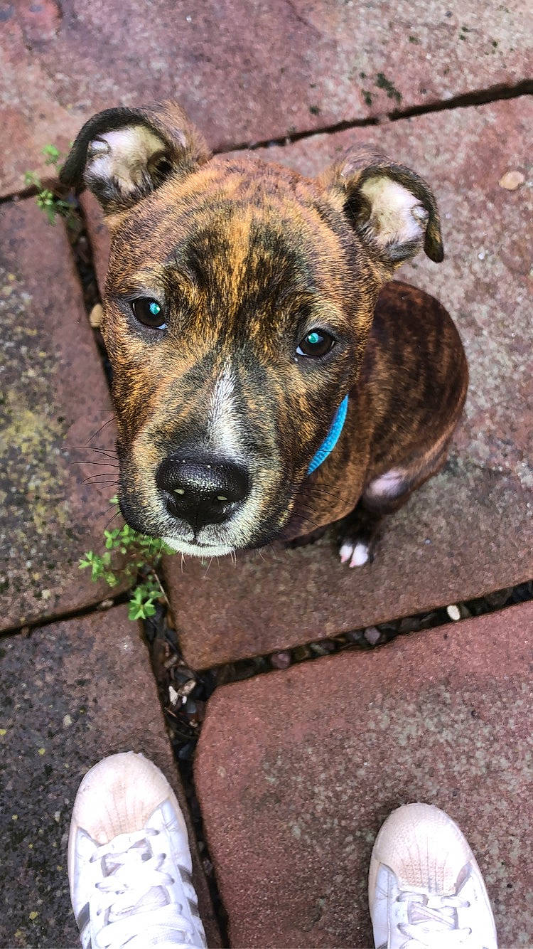 Renzo participe au concours pour gagner de l'argent avec cette photo : canidae, carnivore, collar, companion_dog, dog, dog_breed, dog_collar, fawn, foot, fur, grass, non_sporting_group, plant, road_surface, snout, soil, sporting_group, terrestrial_animal, whiskers, working_dog