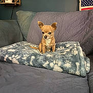 Tucker is registered to the contest to win money with this photo: chihuahua, dog, small_dog, blanket, couch, quilted_couch_cover, lamp, nautical_lamp, wooden_shelf, pillow, american_flag_pillow, indoor, pet, animal, fur, ears, sitting, calm, home, furniture
