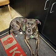 Zoey joined the competition — help win amazing prizes! brindle_coat, brown_eyes, cabinet, chair, collar, curious, dog, floor, harness, indoor, looking_up, lying_down, metal_handle, muzzle, nose, paw, pet, rug, tile_floor, whiskers