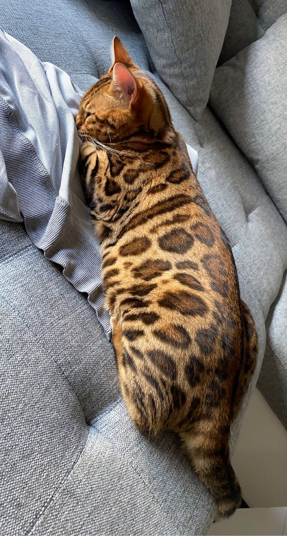 Gucci a rejoint le concours — aidez-le/la à gagner de superbes lots ! big_cats, carnivore, cat, comfort, couch, domestic_short_haired_cat, eye, fawn, felidae, fur, head, human_body, paw, sitting, small_to_medium_sized_cats, snout, tail, terrestrial_animal, whiskers, wildlife