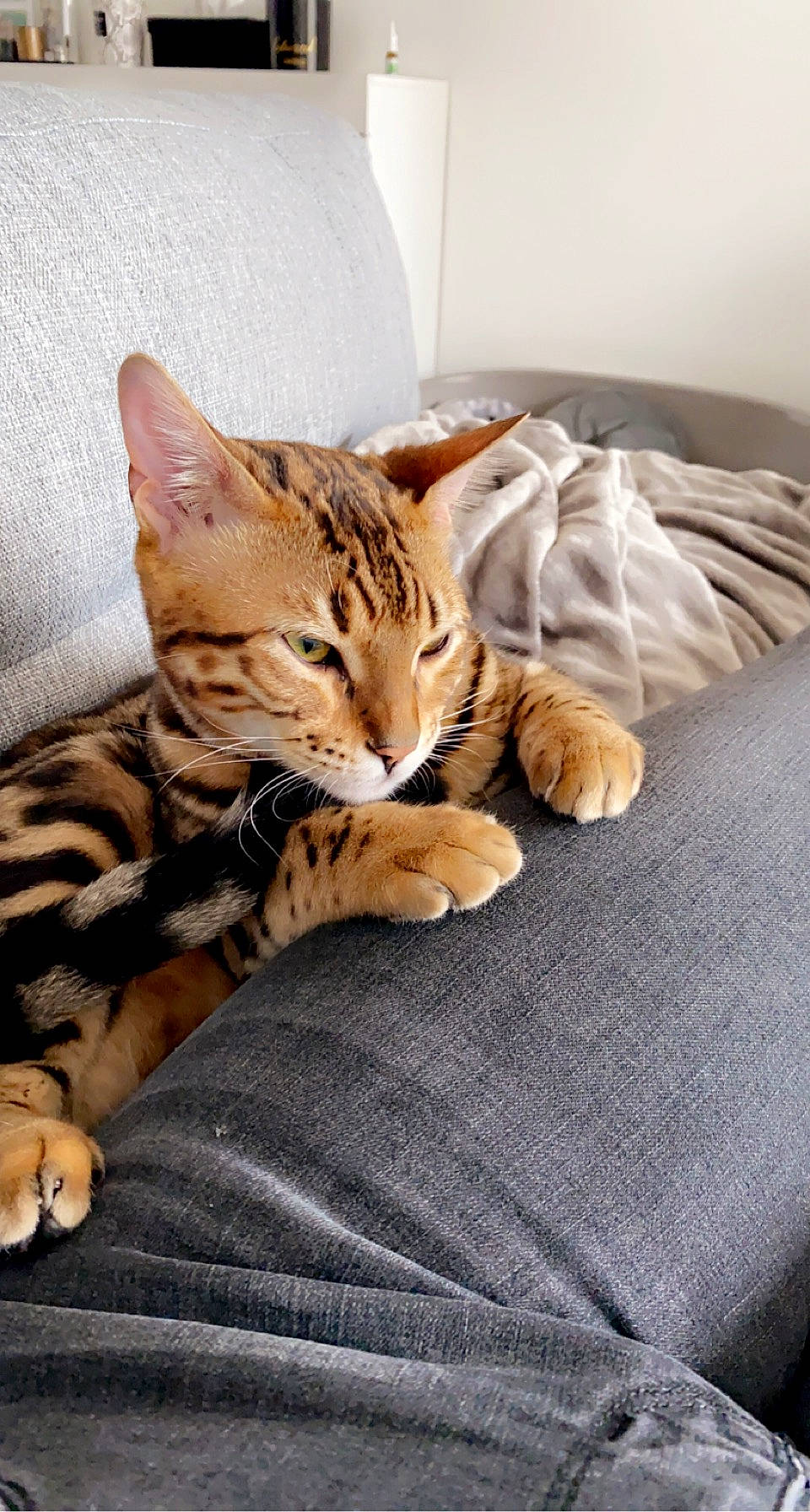 Gucci a rejoint le concours — aidez-le/la à gagner de superbes lots ! bed, carnivore, cat, claw, comfort, domestic_short_haired_cat, fawn, felidae, fur, linens, nap, paw, room, sitting, small_to_medium_sized_cats, snout, tail, terrestrial_animal, whiskers