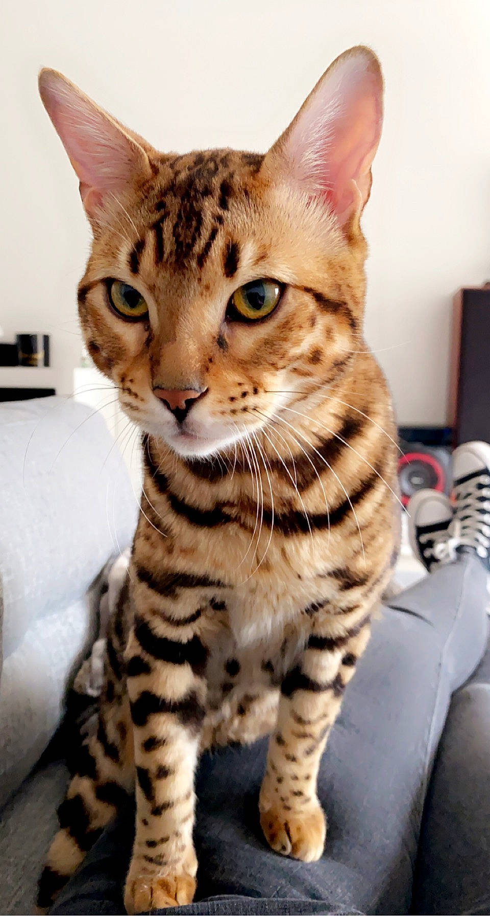 Gucci participe au concours pour gagner de l'argent avec cette photo : bengal, carnivore, cat, domestic_short_haired_cat, eye, fawn, felidae, fur, head, iris, paw, sitting, small_to_medium_sized_cats, snout, terrestrial_animal, whiskers, wildlife