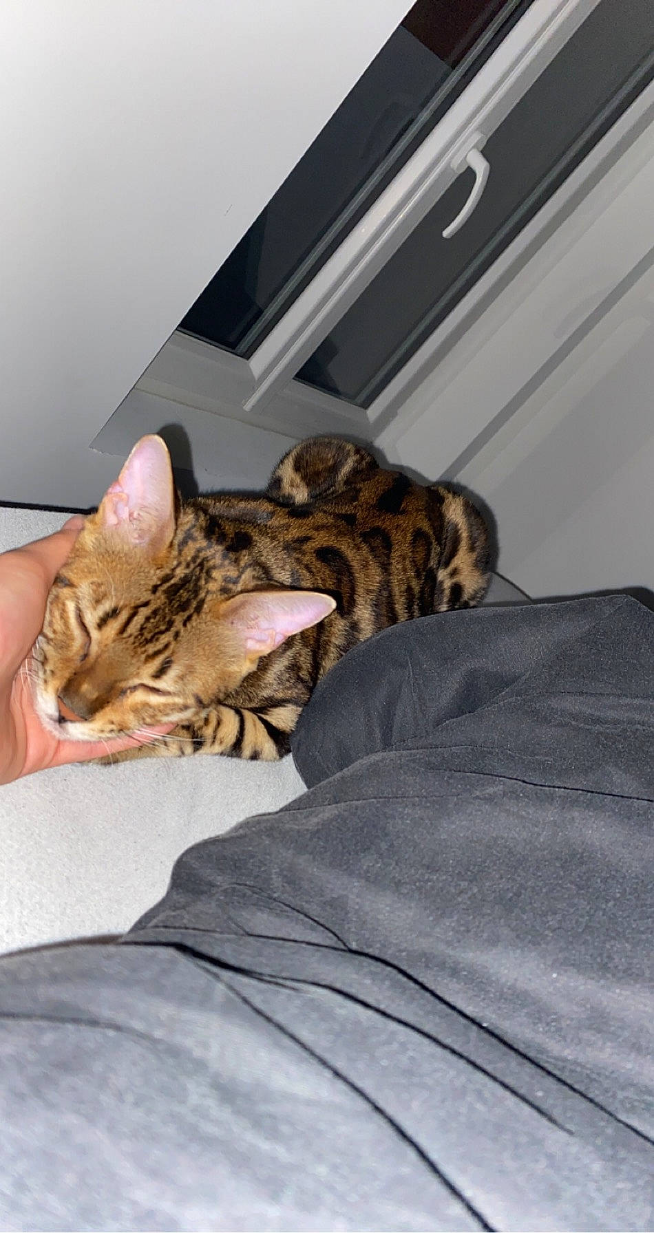 Gucci participe au concours pour gagner de l'argent avec cette photo : bed, bedding, brown, carnivore, cat, comfort, domestic_short_haired_cat, fawn, felidae, fur, linens, nap, room, sitting, sleep, small_to_medium_sized_cats, snout, tail, terrestrial_animal, whiskers