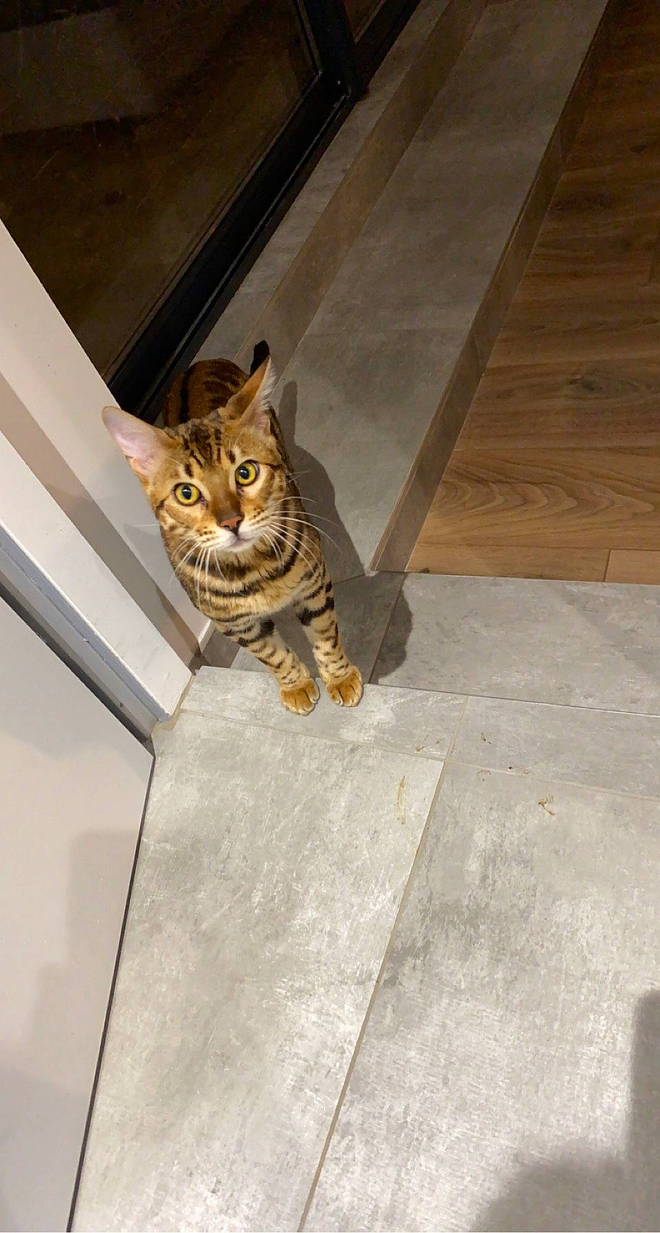 Gucci participe au concours pour gagner de l'argent avec cette photo : brown, carnivore, cat, domestic_short_haired_cat, door, felidae, floor, flooring, foot, fur, hardwood, metal, plank, road_surface, small_to_medium_sized_cats, tail, tile, whiskers, wood, wood_stain