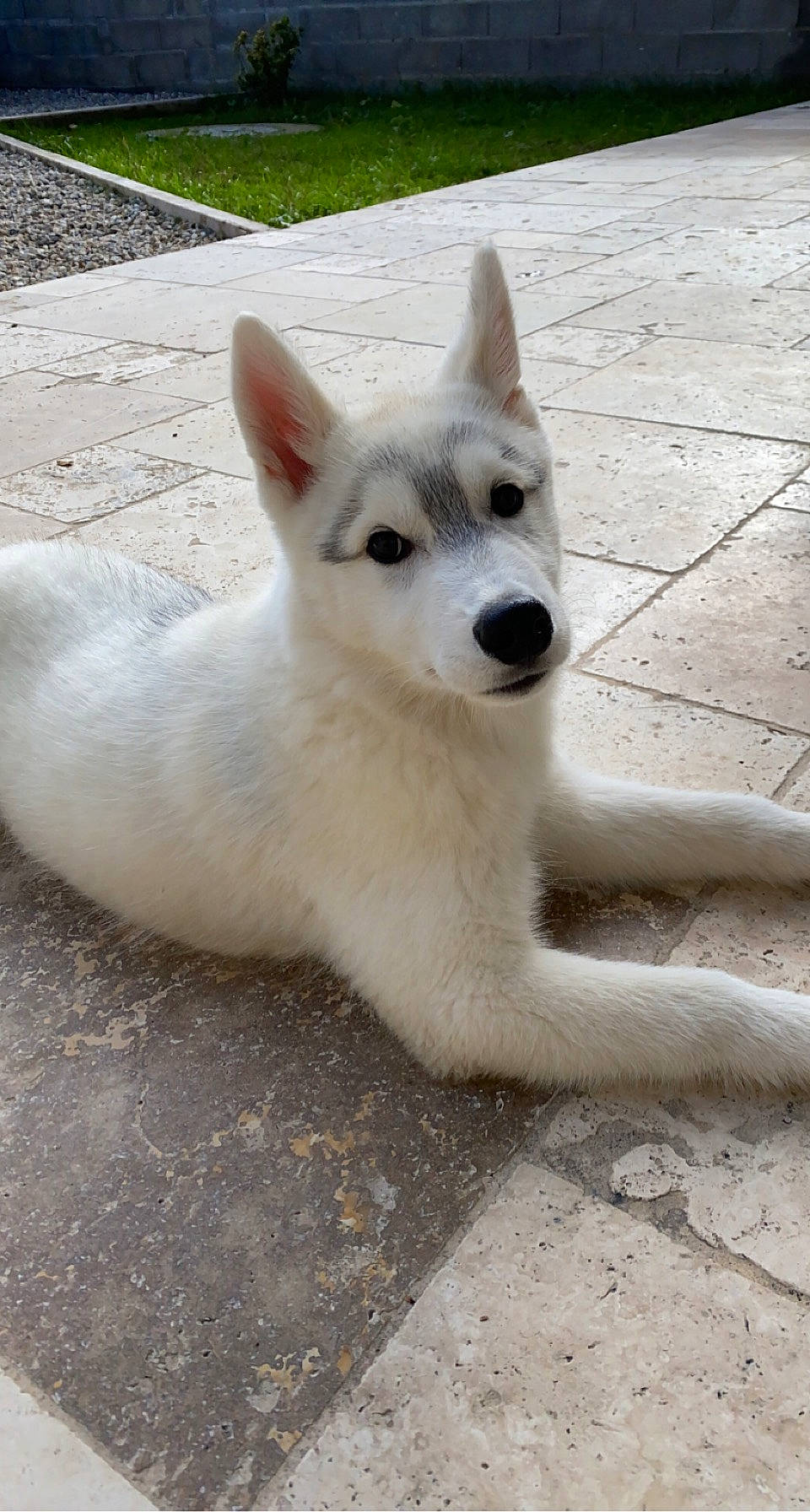 Ezio a rejoint le concours — aidez-le/la à gagner de superbes lots ! canidae, carnivore, companion_dog, dog, dog_breed, fawn, fur, jaw, non_sporting_group, snout, sporting_group, tail, terrestrial_animal, whiskers, working_animal