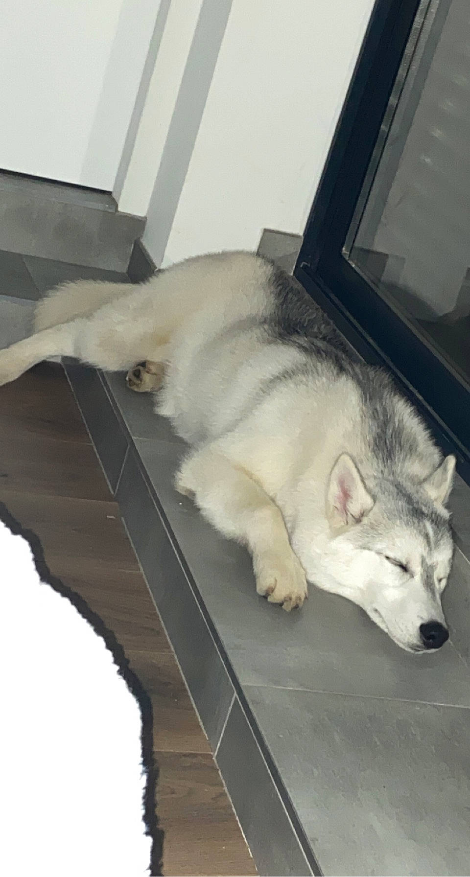 Ezio participe au concours pour gagner de l'argent avec cette photo : canidae, carnivore, companion_dog, dog, dog_breed, fawn, felidae, flooring, foot, fur, non_sporting_group, paw, small_to_medium_sized_cats, snout, sporting_group, tail, terrestrial_animal, whiskers, working_animal