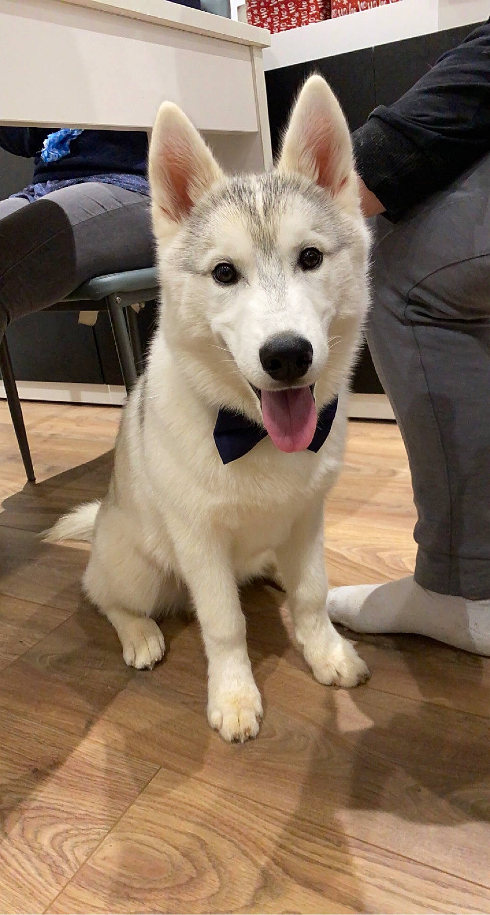 Ezio participe au concours pour gagner de l'argent avec cette photo : ancient_dog_breeds, canidae, carnivore, collar, companion_dog, dog, dog_breed, flooring, foot, fur, hardwood, laminate_flooring, non_sporting_group, snout, sporting_group, tail, wood, wood_flooring, working_animal, working_dog