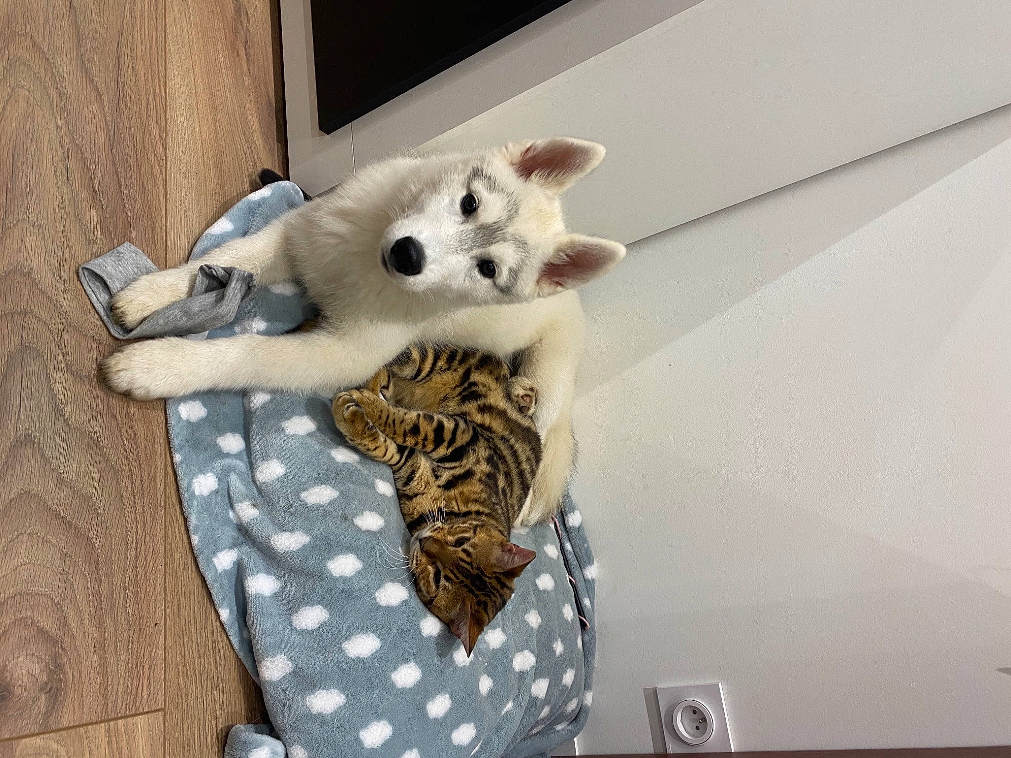 Ezio a rejoint le concours — aidez-le/la à gagner de superbes lots ! bag, bed, carnivore, cat, cat_bed, cat_supply, comfort, companion_dog, fawn, felidae, fur, leopard, pattern, paw, small_to_medium_sized_cats, snout, stuffed_toy, tail, toy, whiskers