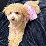Alana joined the competition — help win amazing prizes! adorable, animal, apricot_fur, blanket, brown_eyes, checkered_clothing, closeup, curly_fur, cute, dog, fashionable, fluffy, indoor, lying_down, nose, pet, pink_outfit, portrait, puppy, velvet
