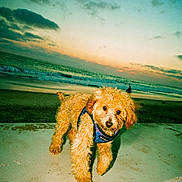Alana is registered to the contest to win money with this photo: apricot_dog, beach, clouds, curly_fur, dog, fluffy, harness, landscape, ocean, outdoor, pet, portrait, promenade, puppy, seaside, shoreline, sky, standing, sunset, waves