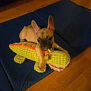 Chico joined the competition — help win amazing prizes! puppy, dog, toy, plush, alligator, blue_mat, wooden_floor, pet, cute, animal, indoor, ears, brown, small, flooring, playful, young_dog, pet_toy, resting, looking