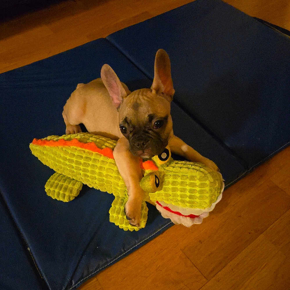 Chico joined the competition — help win amazing prizes! alligator, animal, blue_mat, brown, cute, dog, ears, flooring, indoor, looking, pet, pet_toy, playful, plush, puppy, resting, small, toy, wooden_floor, young_dog