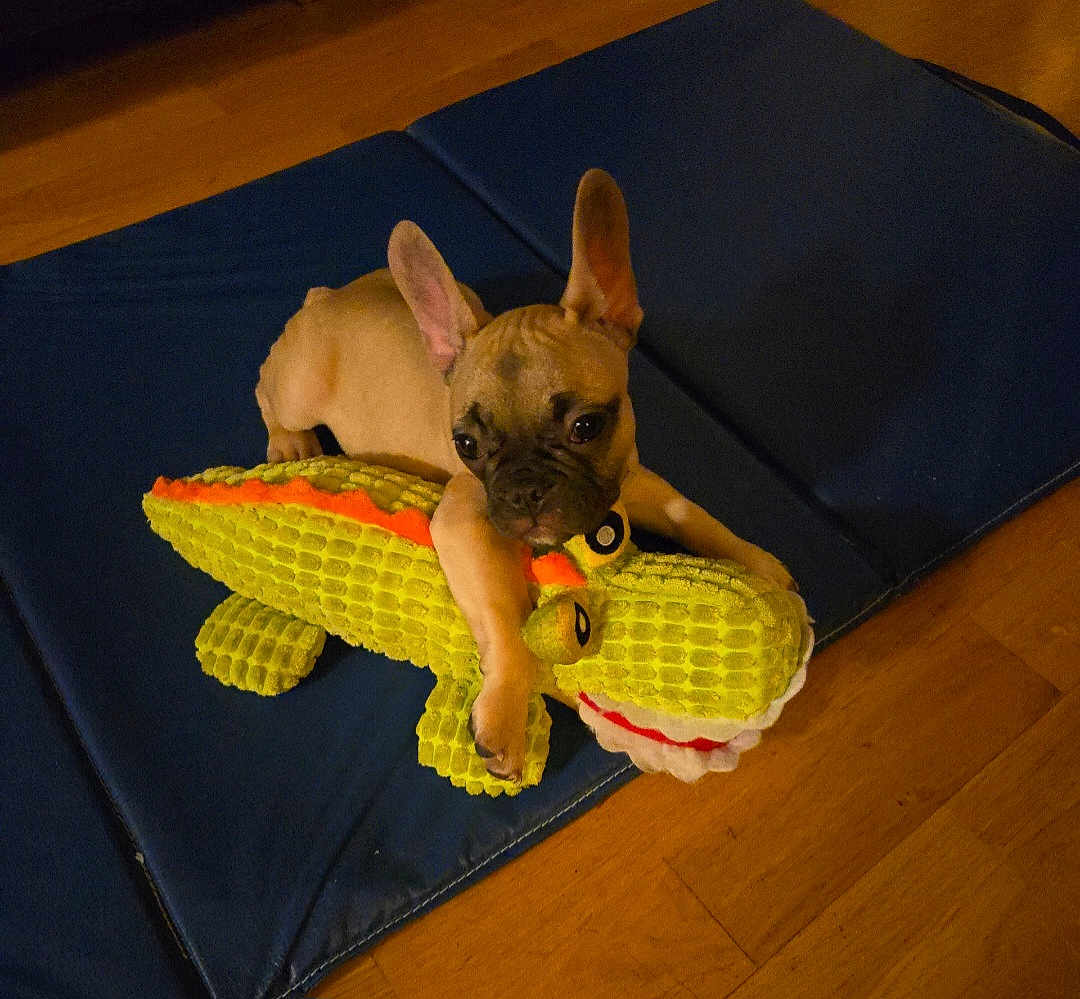 Chico joined the competition — help win amazing prizes! puppy, dog, toy, plush, alligator, blue_mat, wooden_floor, pet, cute, animal, indoor, ears, brown, small, flooring, playful, young_dog, pet_toy, resting, looking