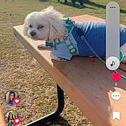 Cris joined the competition — help win amazing prizes! animal, bench, blue_outfit, canine, casual, daylight, dog, grass, leash, outdoor, park, pet, picnic_table, resting, shadow, side_view, small_dog, sunny, tree, white_dog