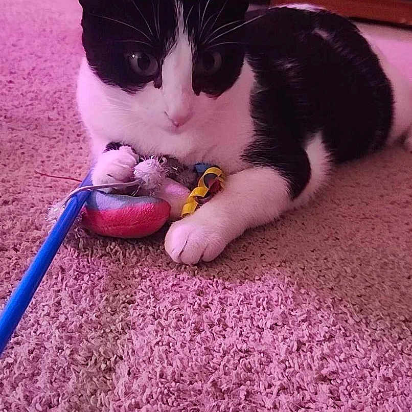 Ziva