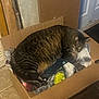 cat, tabby_cat, sleeping, cardboard_box, blanket, indoor, floor_tile, door, cozy, resting, pet, feline, domestic_animal, fur, whiskers, tail, paw, quiet, relaxation, home