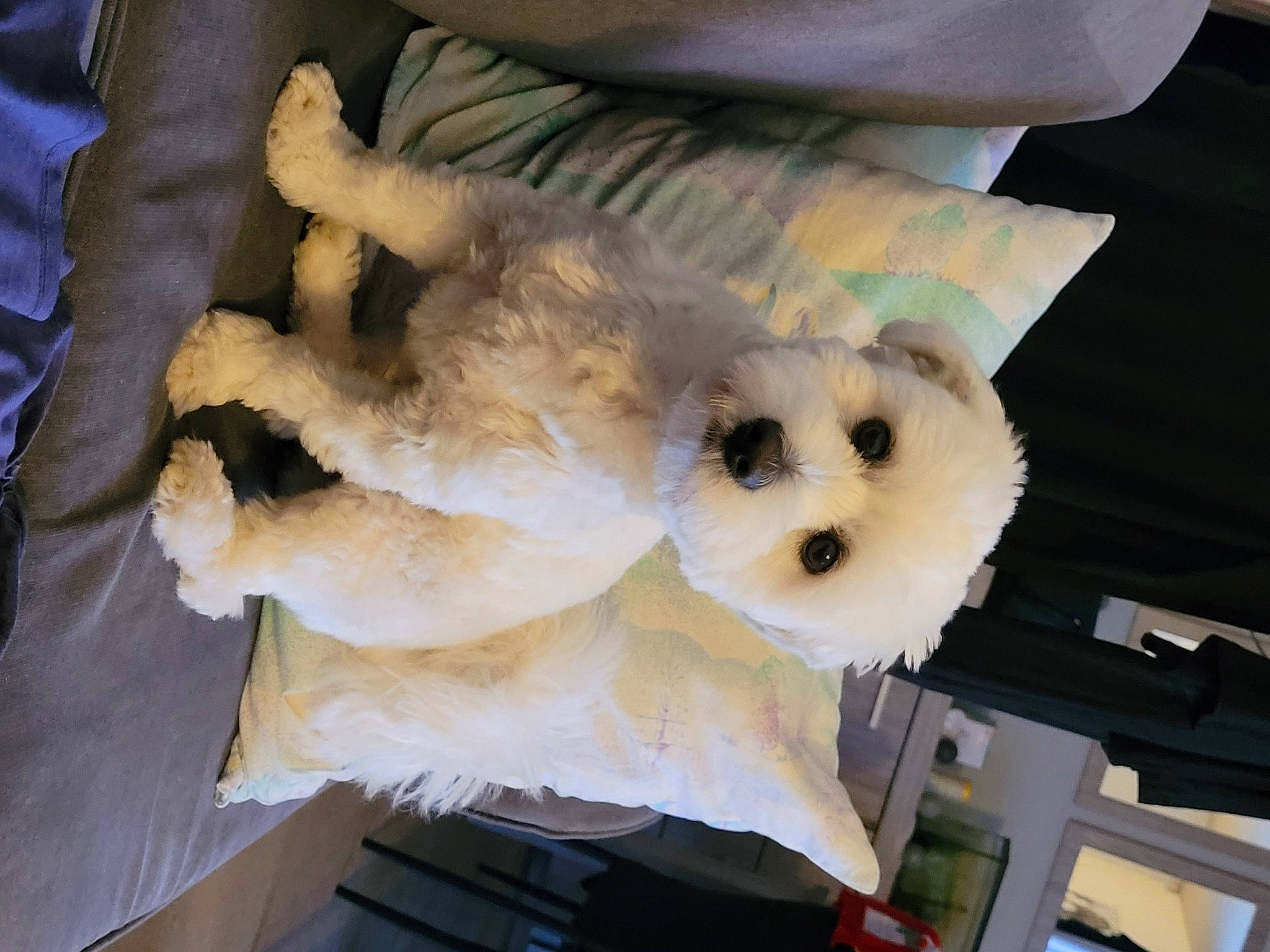 Trésor participe au concours pour gagner de l'argent avec cette photo : bear, canidae, comfort_food, companion_dog, dog_breed, felidae, fur, plush, room, sporting_group, stuffed_toy, teddy_bear, toy