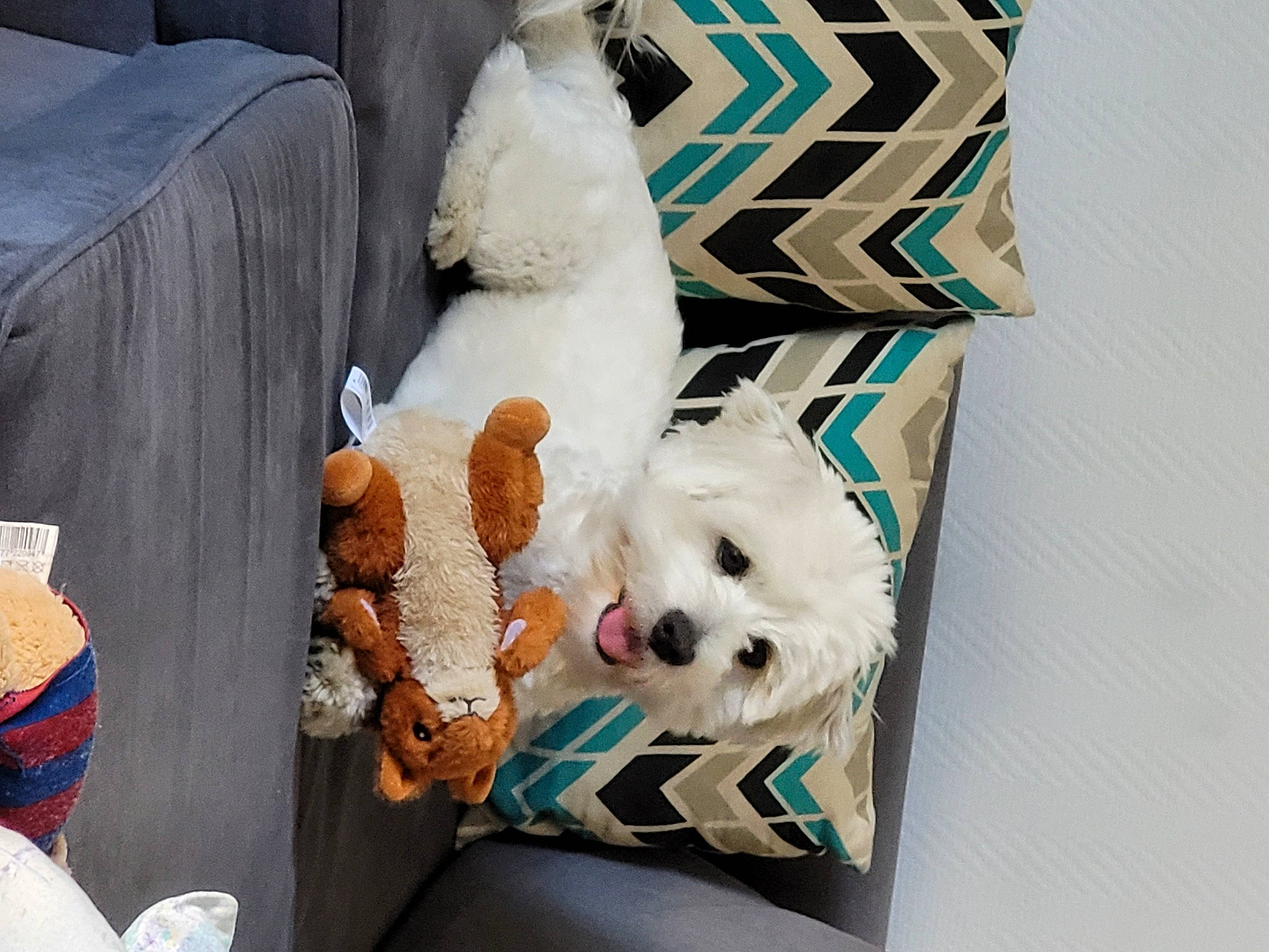 Trésor participe au concours pour gagner de l'argent avec cette photo : canidae, carnivore, chair, companion_dog, dog, dog_breed, dog_supply, fur, non_sporting_group, pattern, pet_supply, plush, room, sporting_group, stuffed_toy, teddy_bear, textile, toy, toy_dog, white