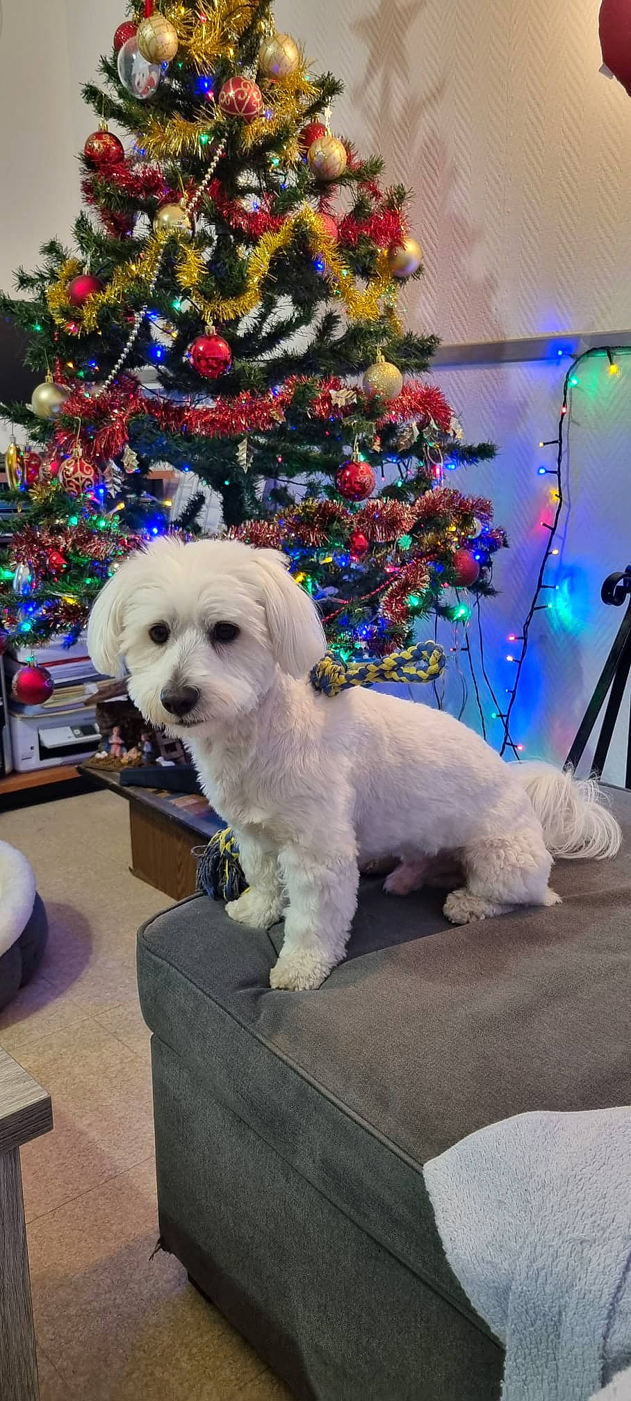 Trésor a rejoint le concours — aidez-le/la à gagner de superbes lots ! canidae, carnivore, christmas, christmas_decoration, christmas_tree, collar, companion_dog, dog, dog_breed, dog_collar, dog_supply, event, fur, holiday, poodle, sporting_group, terrier, toy_dog, tree, working_animal