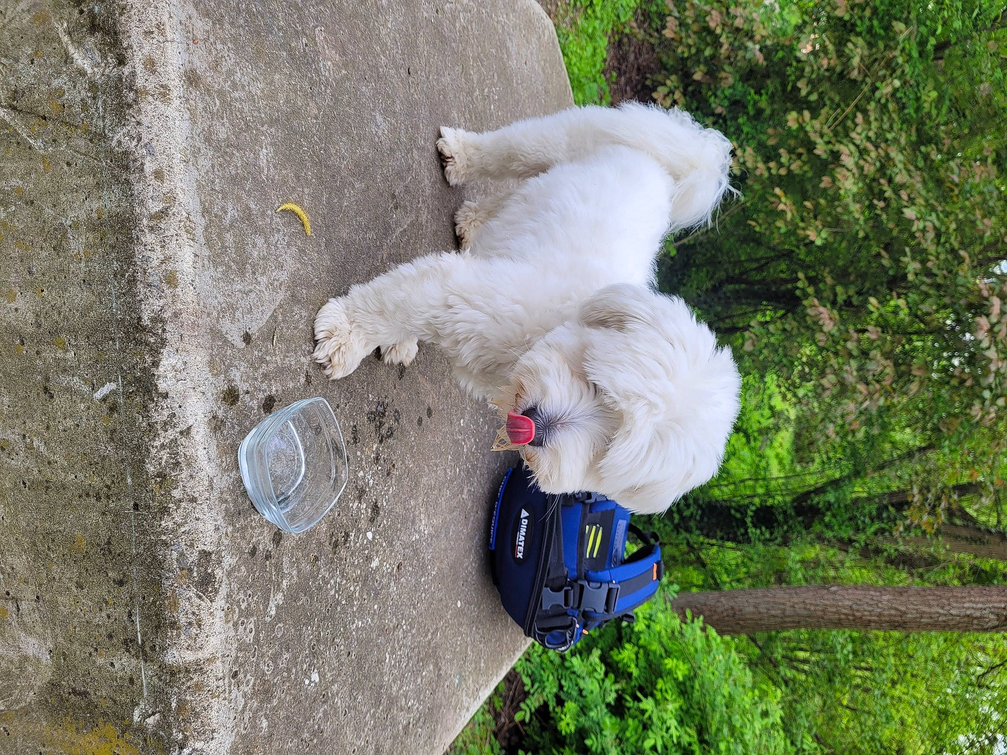 Trésor participe au concours pour gagner de l'argent avec cette photo : adventure, asphalt, carnivore, cement, companion_dog, concrete, dog, dog_breed, fur, grass, litter, plant, recreation, road_surface, sidewalk, soil, tail, toy, tree, water