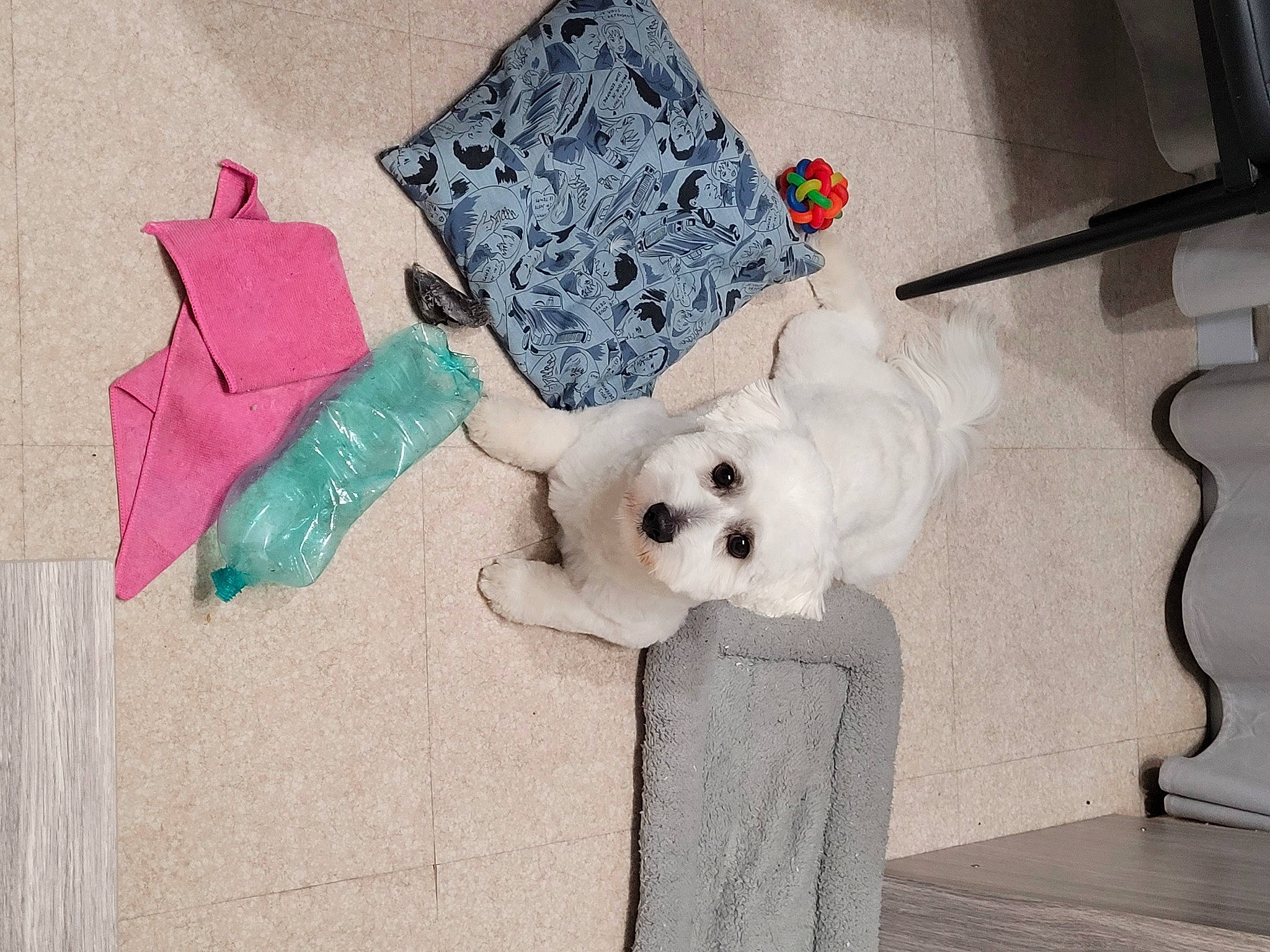 Trésor participe au concours pour gagner de l'argent avec cette photo : baby_toddler_clothing, baby_toys, bow_tie, companion_dog, craft, fashion_accessory, font, fur, headgear, linens, magenta, paper, paper_product, pattern, plush, room, stuffed_toy, teddy_bear, toy, toy_dog