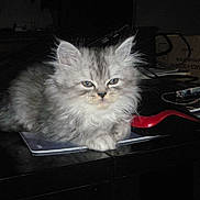 Weloow a rejoint le concours — aidez-le/la à gagner de superbes lots ! cat, kitten, fluffy, gray, indoor, desk, office_supplies, notebook, clutter, feline, pet, animal, cute, resting, tabby, whiskers, ears, fur, paws, closeup