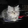 cat, kitten, fluffy, gray, indoor, desk, office_supplies, notebook, clutter, feline, pet, animal, cute, resting, tabby, whiskers, ears, fur, paws, closeup